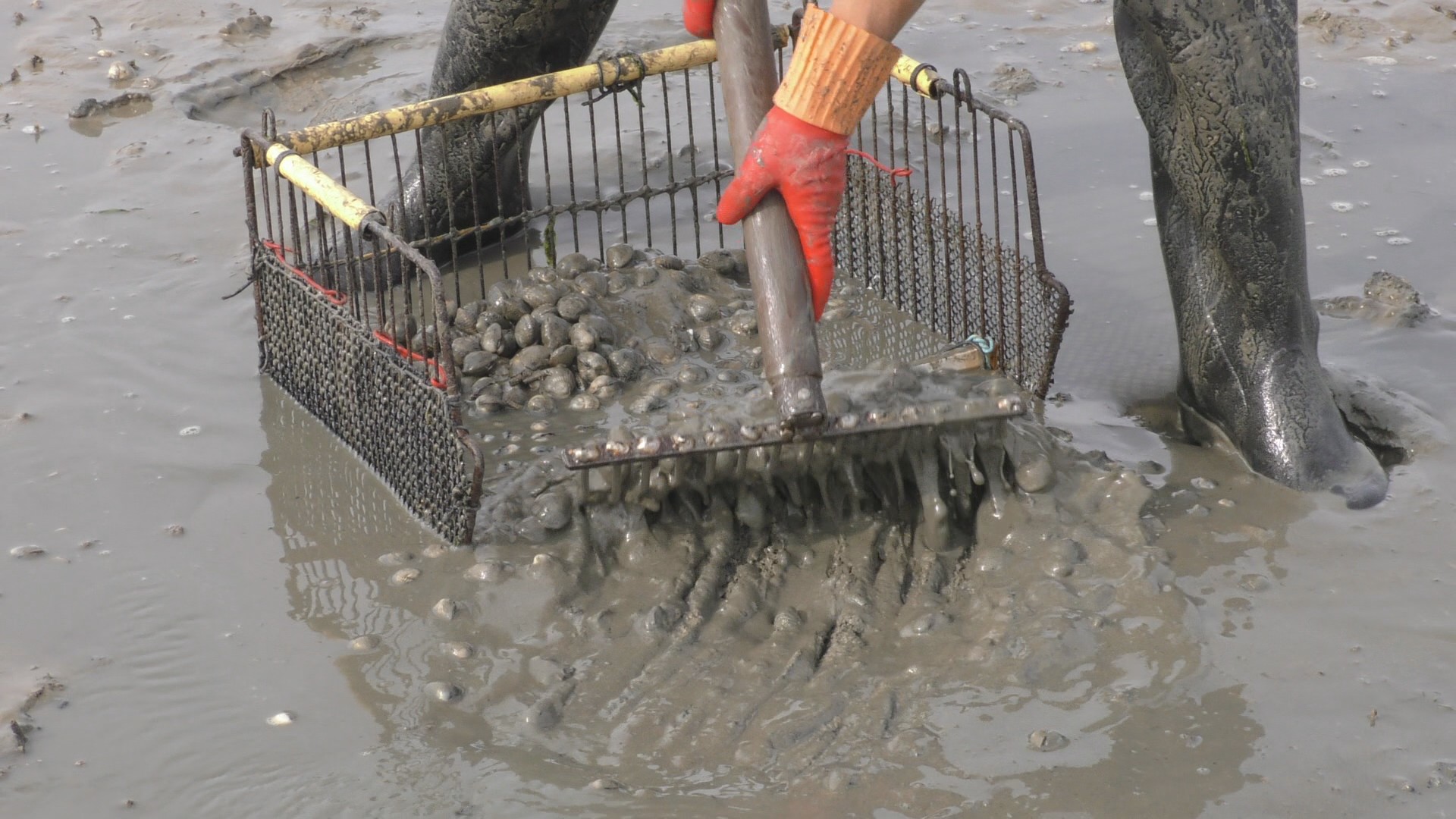 pêcheur de coque Baule
